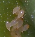 Eggs of the Jackfruit Psyllid photo
